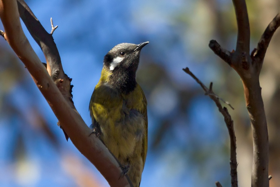 White-eared Honeyeater (Lichenostomus leucotis)